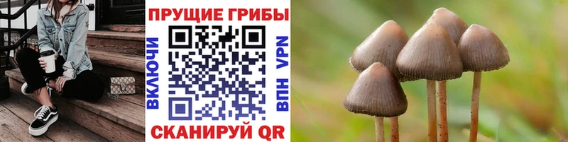 Купить закладки  Валдай  Галлюциногенные грибы MAGIC MUSHROOMS 